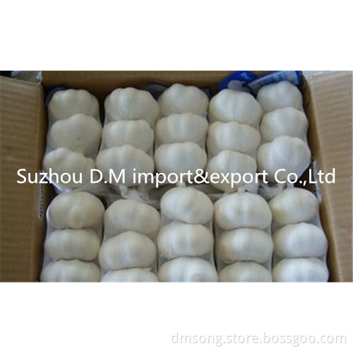 High Quality Chinese Fresh Garlic in carton